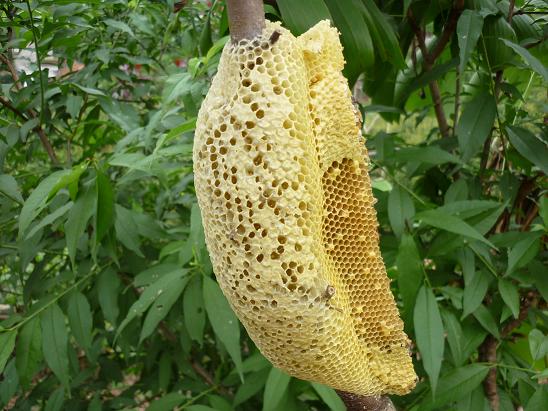 Địa chỉ mua mật ong rừng nguyên chất tại Hà Nội 1