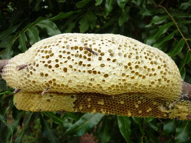 Do hình thành trong tự nhiên nên trên bề mặt mật ong rừng sẽ có lớp váng là phấn hoa.