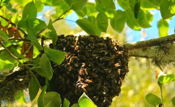 Mật ong rừng được khai thác từ những tổ ong phát triển tự nhiên