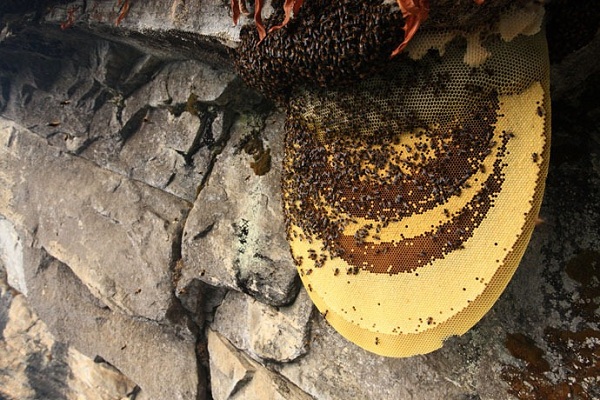 Tổ mật ong tự nhiên trong rừng